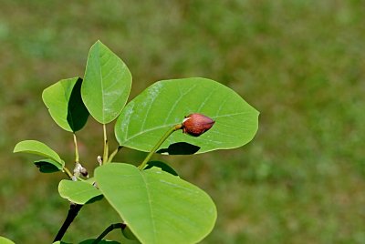 Magnolia wilsonii - šácholan Wilsonův - poupě a listy